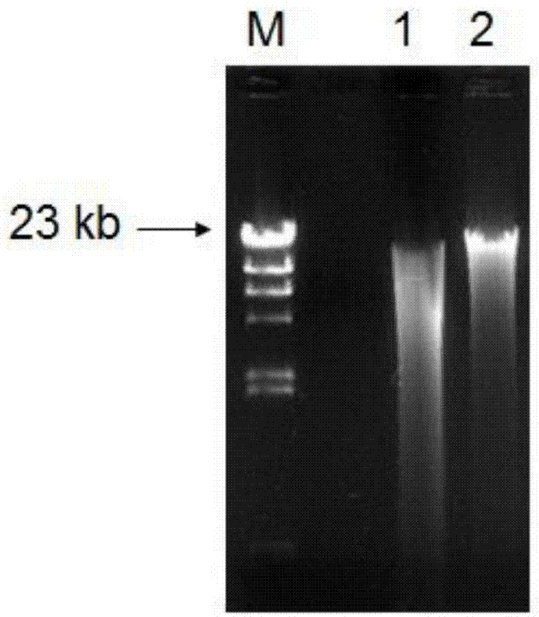 Gene pme16A for encoding metalloprotease and application thereof