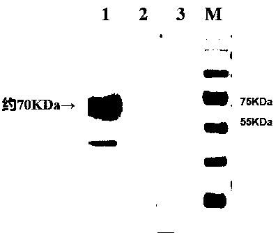 Construction method of recombinant baculovirus for expressing serum type 4 avian adenovirus fibroid protein F2
