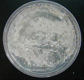 Separation and purification method of beauveria bassiana