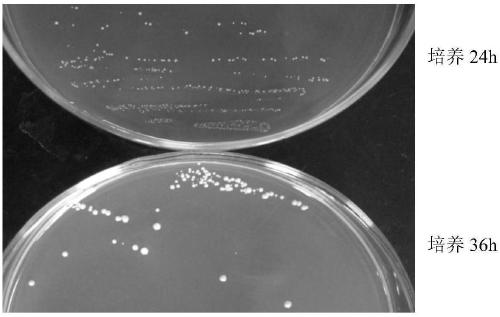 A kind of Lactococcus gordonii and biological antiseptic preservative and application thereof