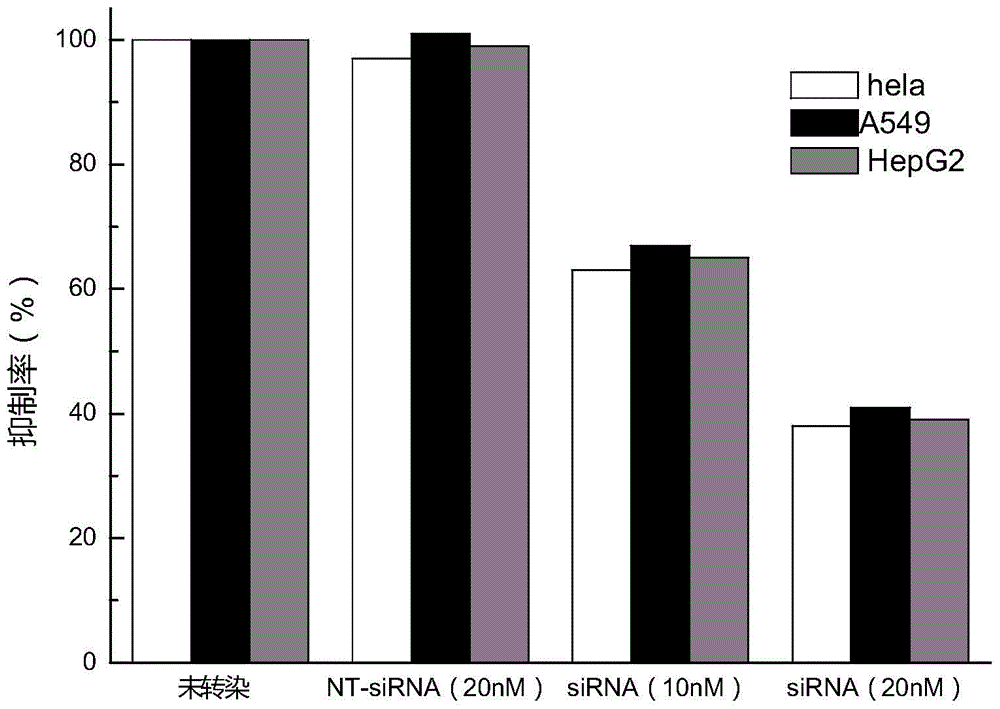 siRNA molecule for inhibiting survivin gene expression and application of siRNA molecule