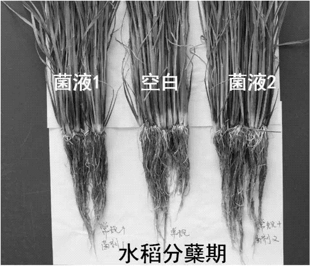 Crop growth regulator based on inonotus obliquus, and preparation method and application thereof
