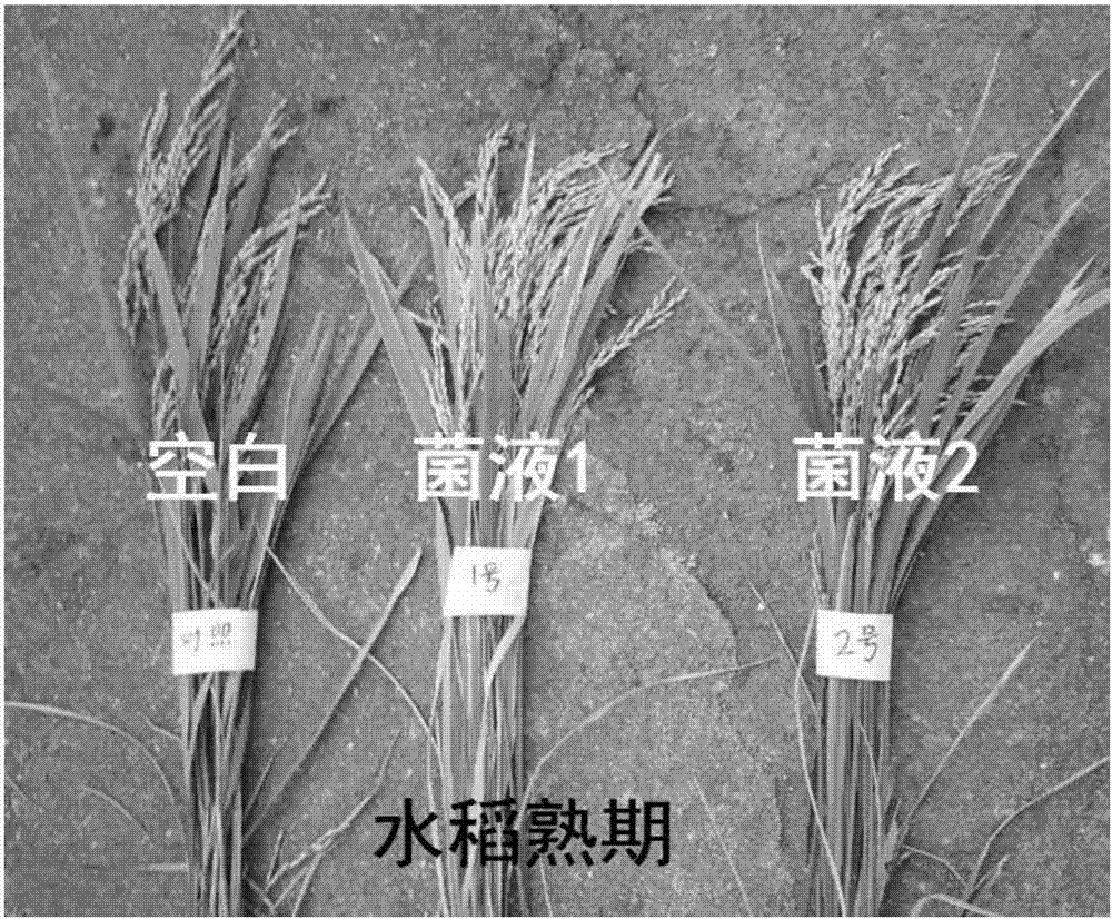 Crop growth regulator based on inonotus obliquus, and preparation method and application thereof