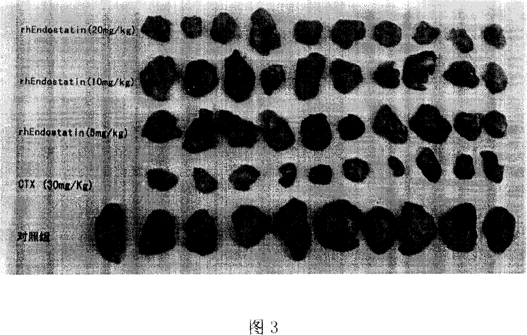 Method for quantitative determination of in vivo activity of recombination human endothelial chalone