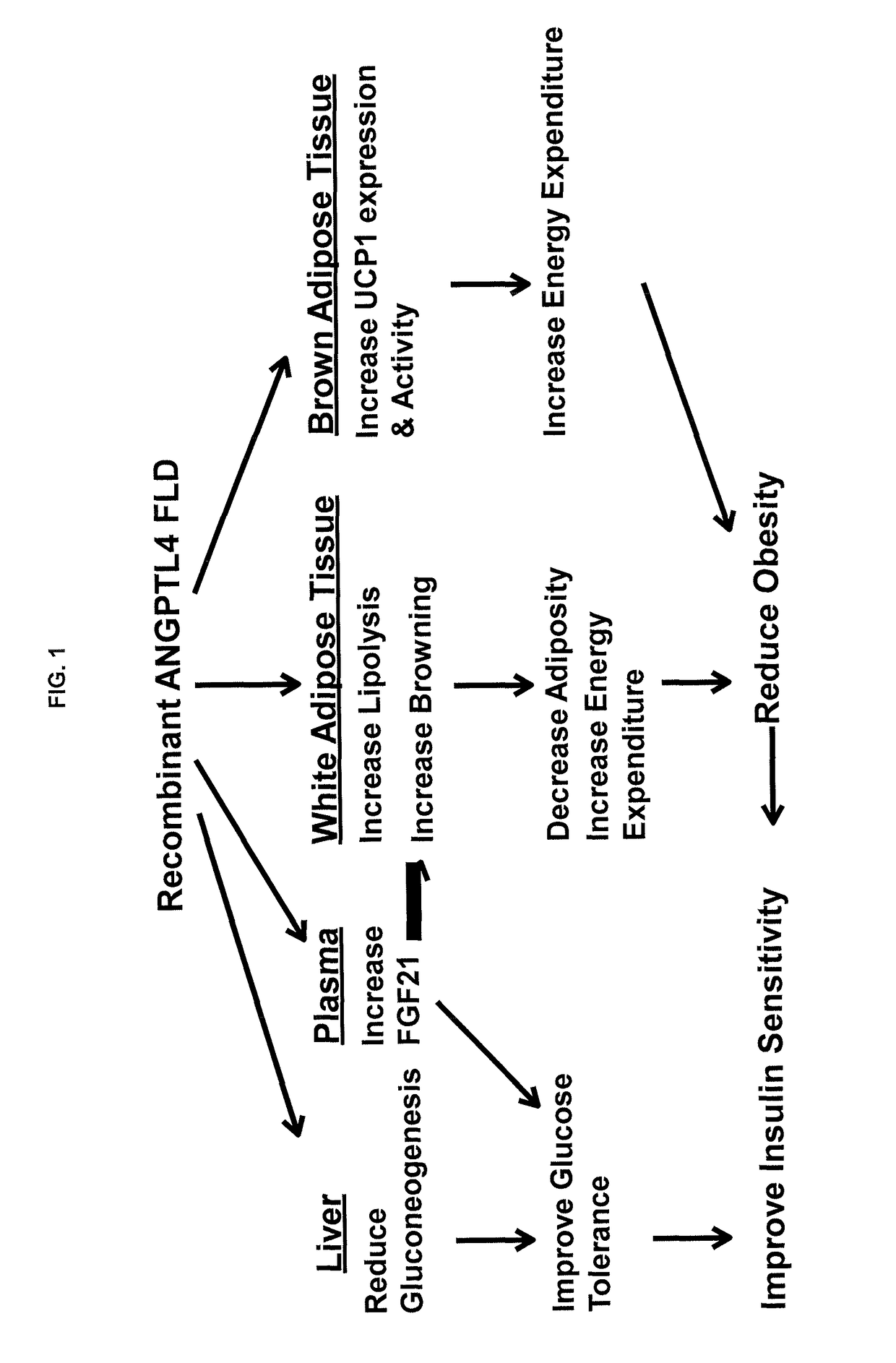 Anti-obesity and Anti-diabetic effects of angiopoietin-like 4 (angptl4) fibrinogen-like domain