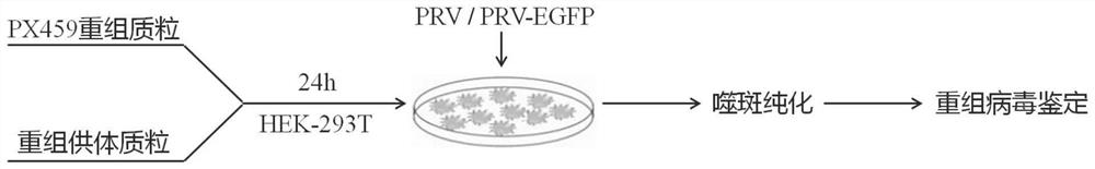 Construction of recombinant pseudorabies virus vector expressing foreign protein and preparation method of recombinant pseudorabies virus