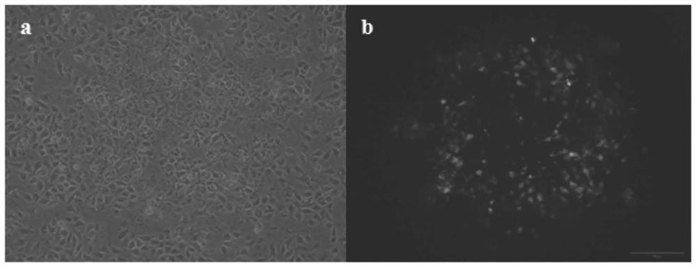 Construction of recombinant pseudorabies virus vector expressing foreign protein and preparation method of recombinant pseudorabies virus