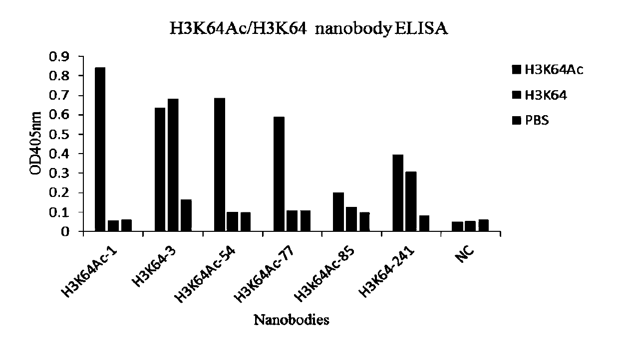 Nano-antibody aiming at H3K64Ac/H3K64 fragments and application thereof