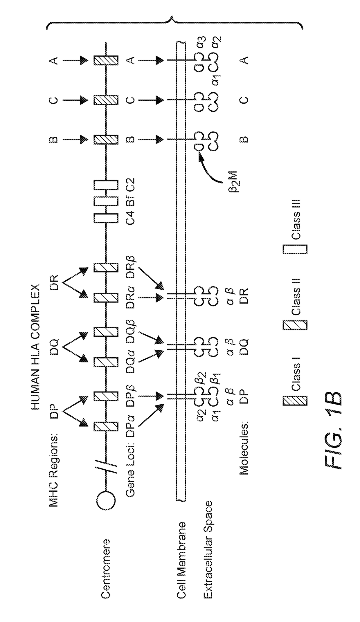 Improved Compositions And Methods For Viral Delivery Of Neoepitopes And Uses Thereof