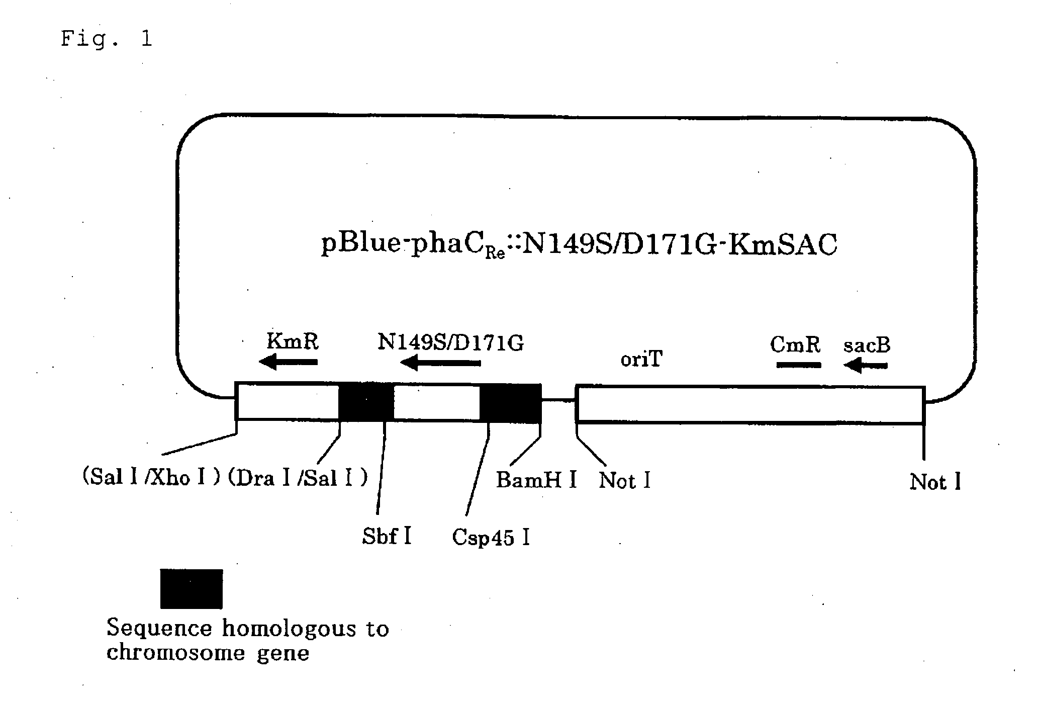 Gene-substituted microorganisms, and production method of polyesters using the same