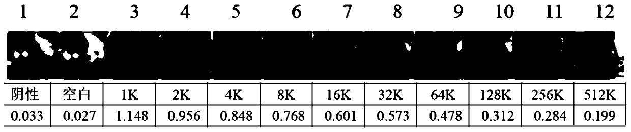 Preparation method of cyanea nozakii kishinouye toxinanti-toxic serum