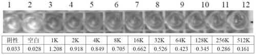 Preparation method of cyanea nozakii kishinouye toxinanti-toxic serum