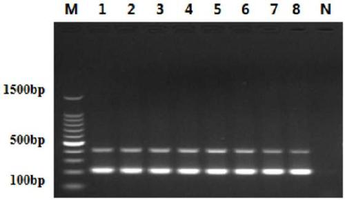 A primer combination for identifying chicken parvovirus and avian reovirus and its application