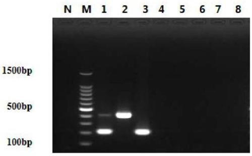 A primer combination for identifying chicken parvovirus and avian reovirus and its application