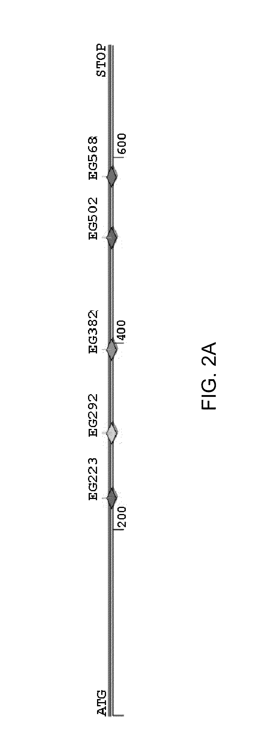 Zinc finger nuclease for the cftr gene and methods of use thereof