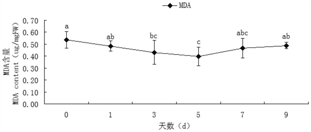 Method for improving cold resistance of red bract pineapples