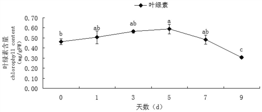 Method for improving cold resistance of red bract pineapples