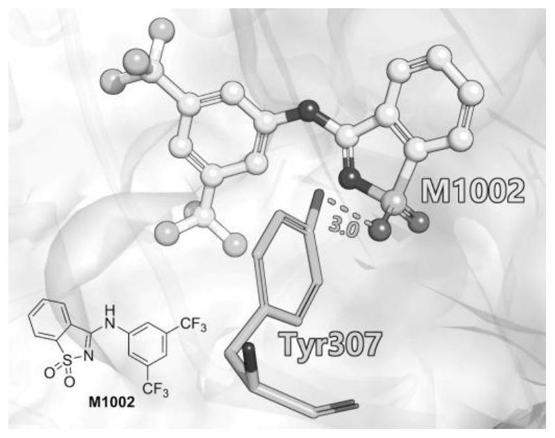 Benzisothiazole hypoxia-inducible factor 2 agonist compound or pharmaceutically acceptable salt, preparation method and application thereof