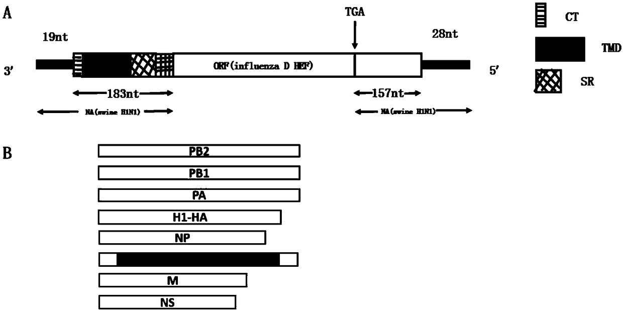 Replication-defective recombinant influenza virus for simultaneously expressing HA and HEF