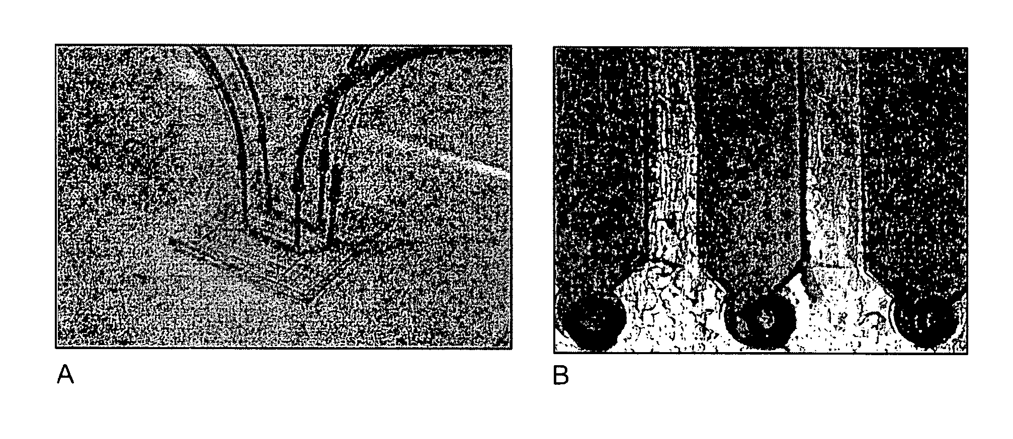 Apparatus and method for culturing stem cells