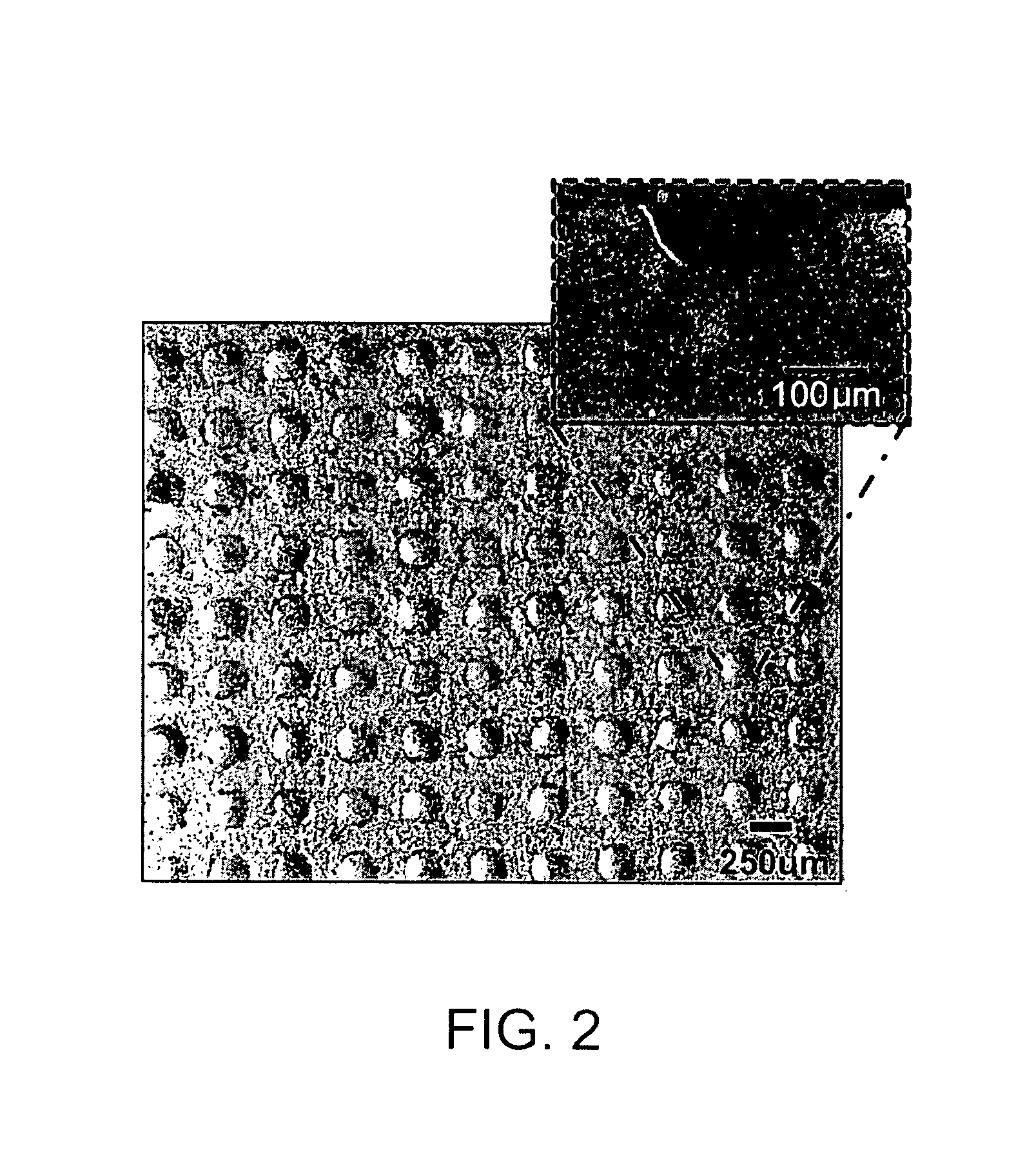 Apparatus and method for culturing stem cells