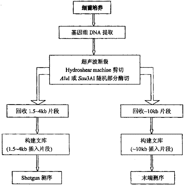 Refractory S-adenosylmethionine synthetase gene and its polypeptide coded by it and preparing process