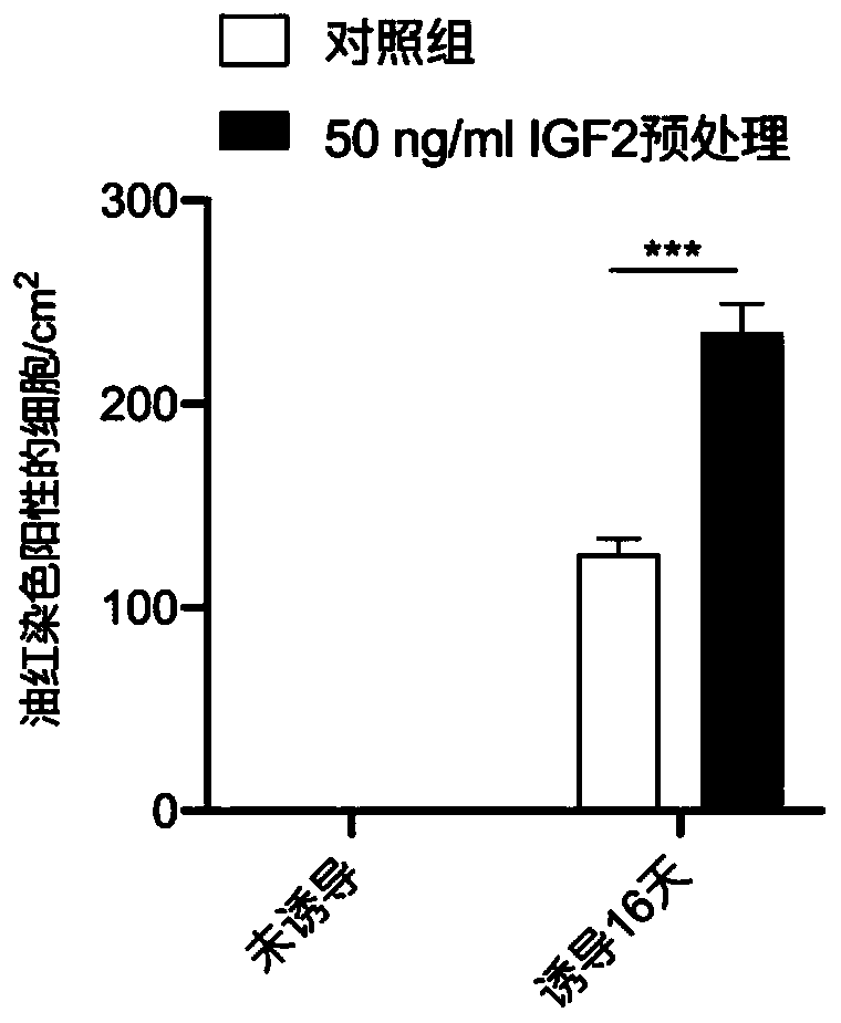 Application of insulin-like growth factor 2 in promoting differentiation of human skin fibroblasts into adipocytes
