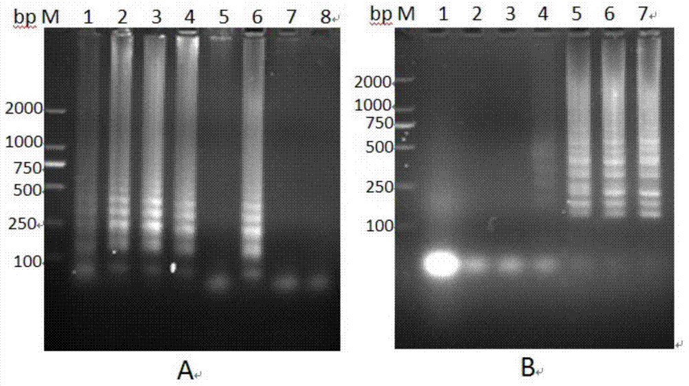 RT-LAMP (Reverse Transcription Loop-mediated Isothermal Amplification) nucleic acid test strip kit for detecting Japanese B encephalitis virus and application of kit