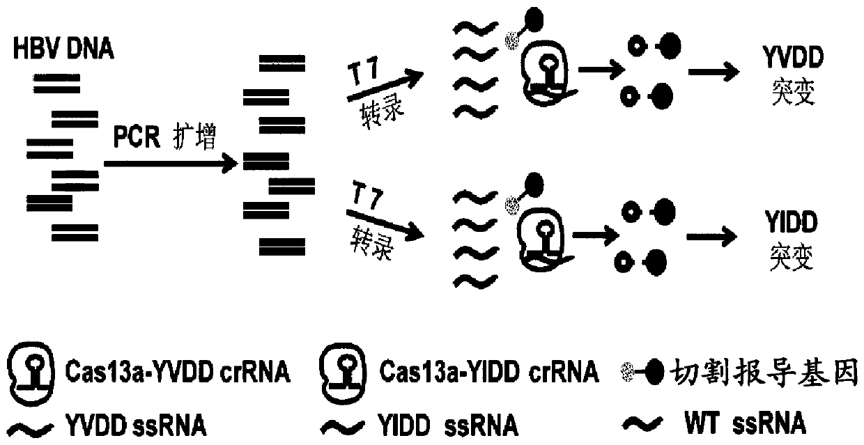 PCR-CRISPR detection method for targeting HBV drug-resistant mutant gene