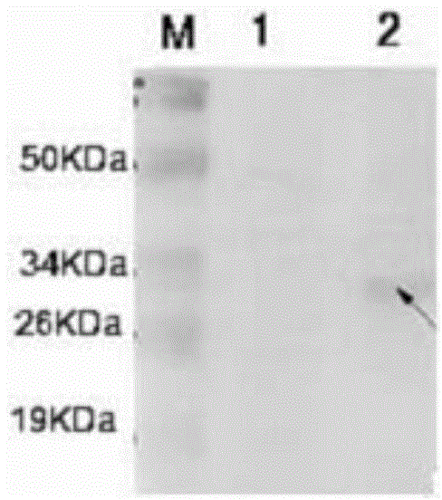 Preparation method of porcine circovirus type II gene engineering subunit oral vaccine