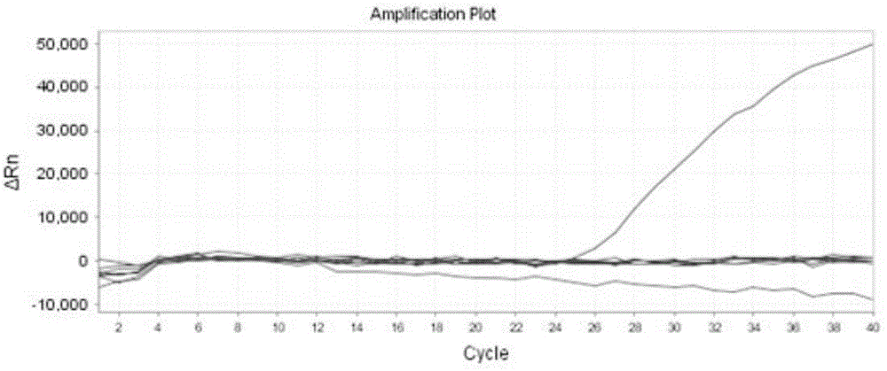 Primer and probe for real-time fluorescence PCR (polymerase chain reaction) detection of alpaca component