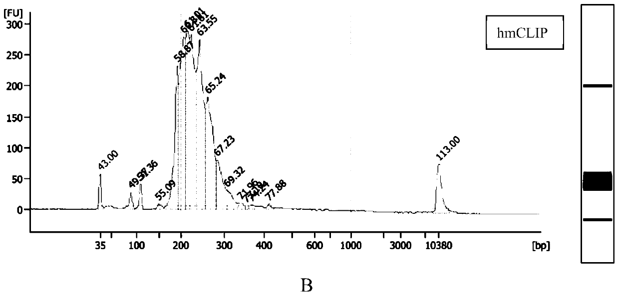Method for detecting RNA m6A with high flux, high sensitivity and single base resolution and application thereof