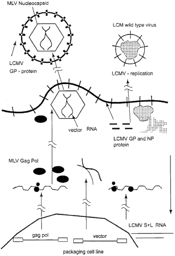 Lentiviral vector of pseudotyped lymphocytic choriomeningitis virus glycoprotein