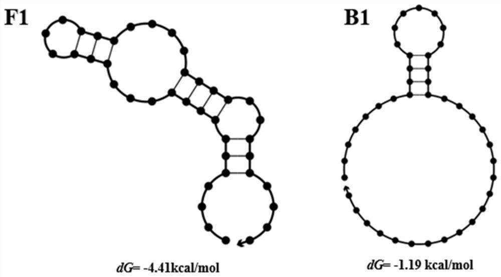 Screening method of aptamer specifically combined with sarafloxacin hydrochloride