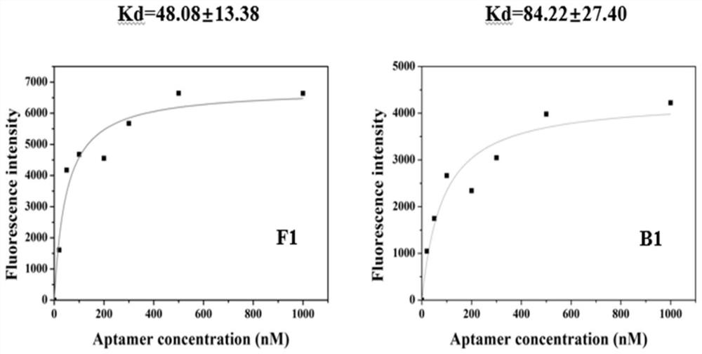 Screening method of aptamer specifically combined with sarafloxacin hydrochloride