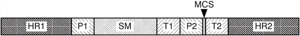 Method of producing plastid transformants