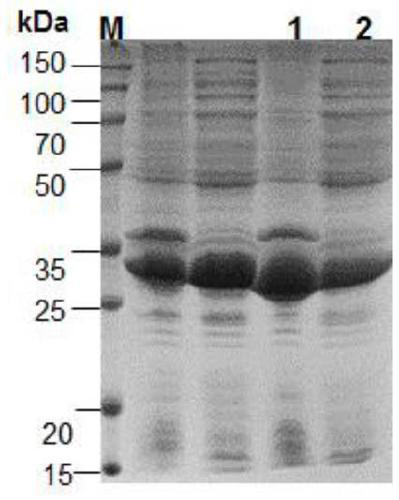A kind of tiger skin shiitake mushroom immunoregulatory protein fip-lti2 and its preparation method and application