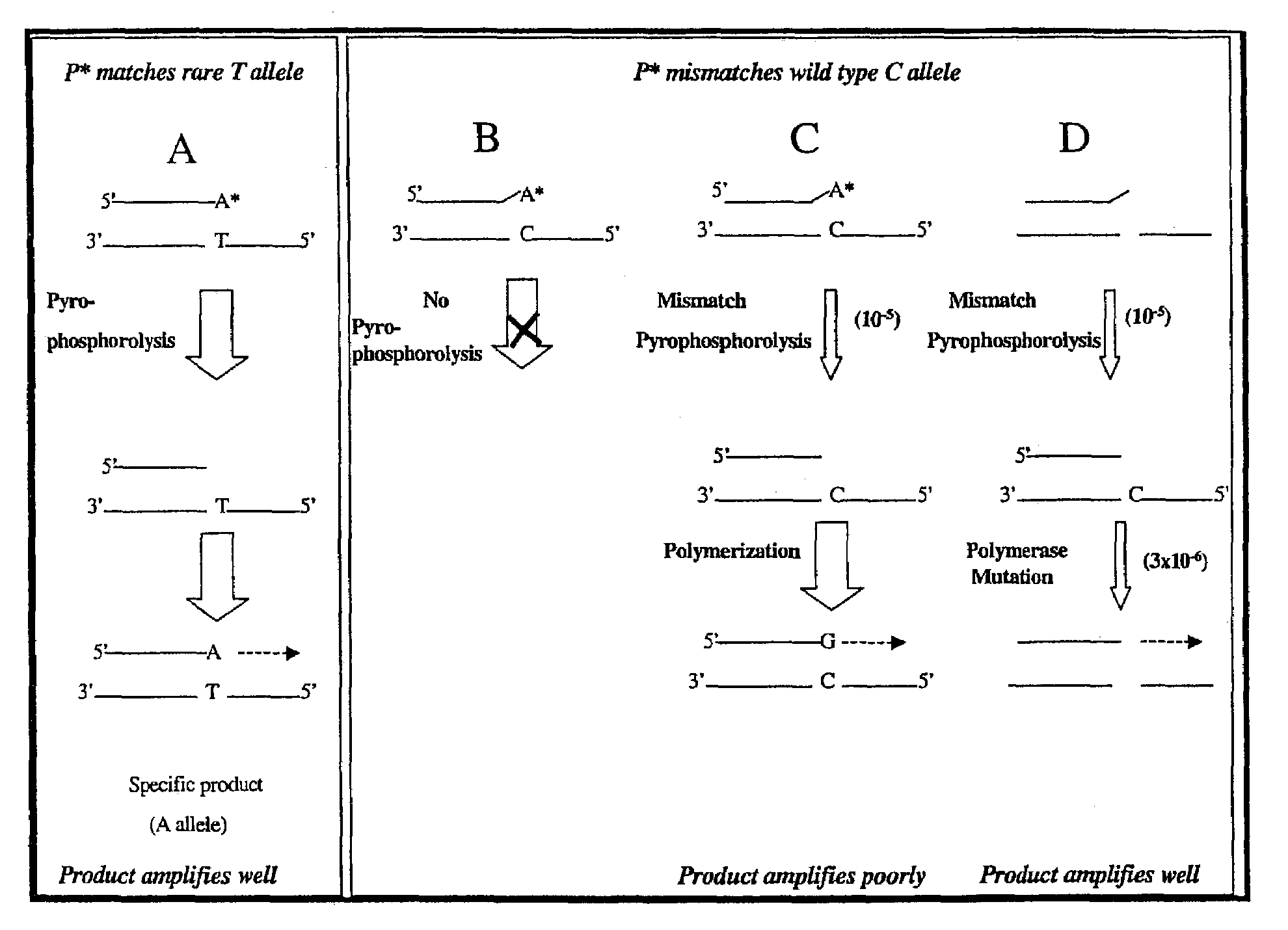 Pyrophosphorolysis activated polymerization (PAP)