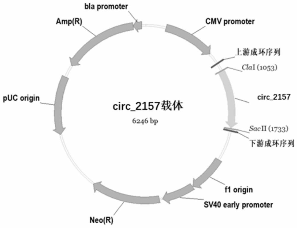 Application of circ_2157 in the preparation of nasopharyngeal carcinoma treatment preparations and therapeutic preparations