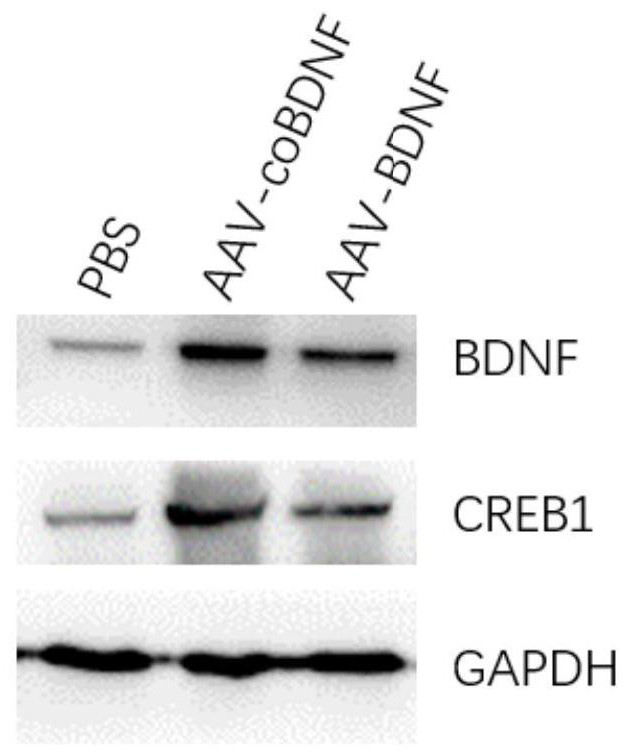 Nucleic acid encoding BDNF and application of nucleic acid