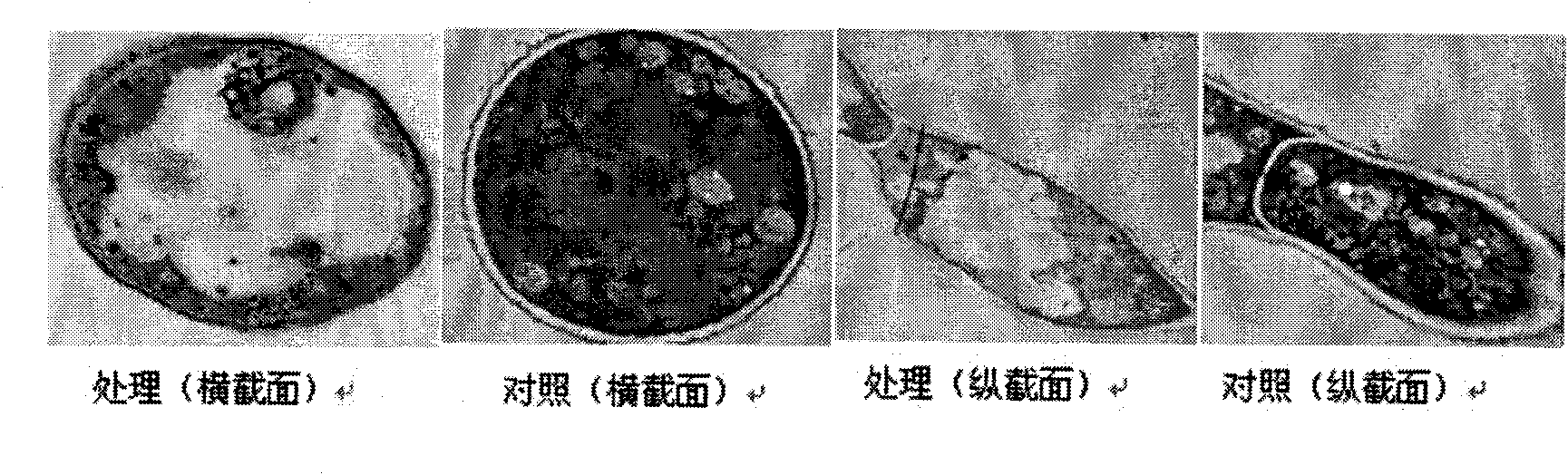 Umbelliferone plant fungicide and application thereof