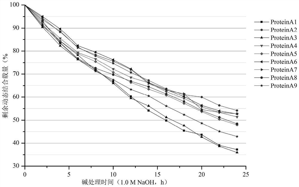 Preparation method of recombinant Protein A protein and affinity chromatography medium