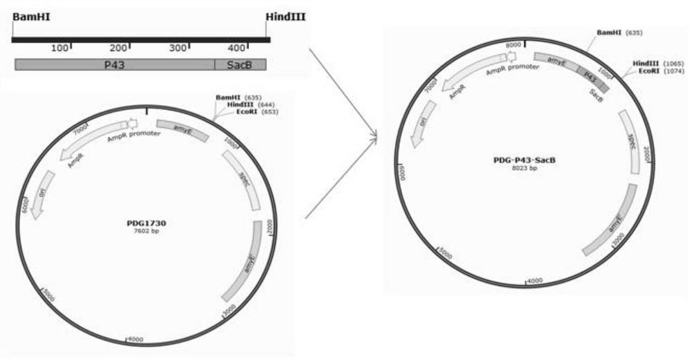 A recombinant Bacillus subtilis producing antimicrobial peptide cecropin B, its construction method and its application