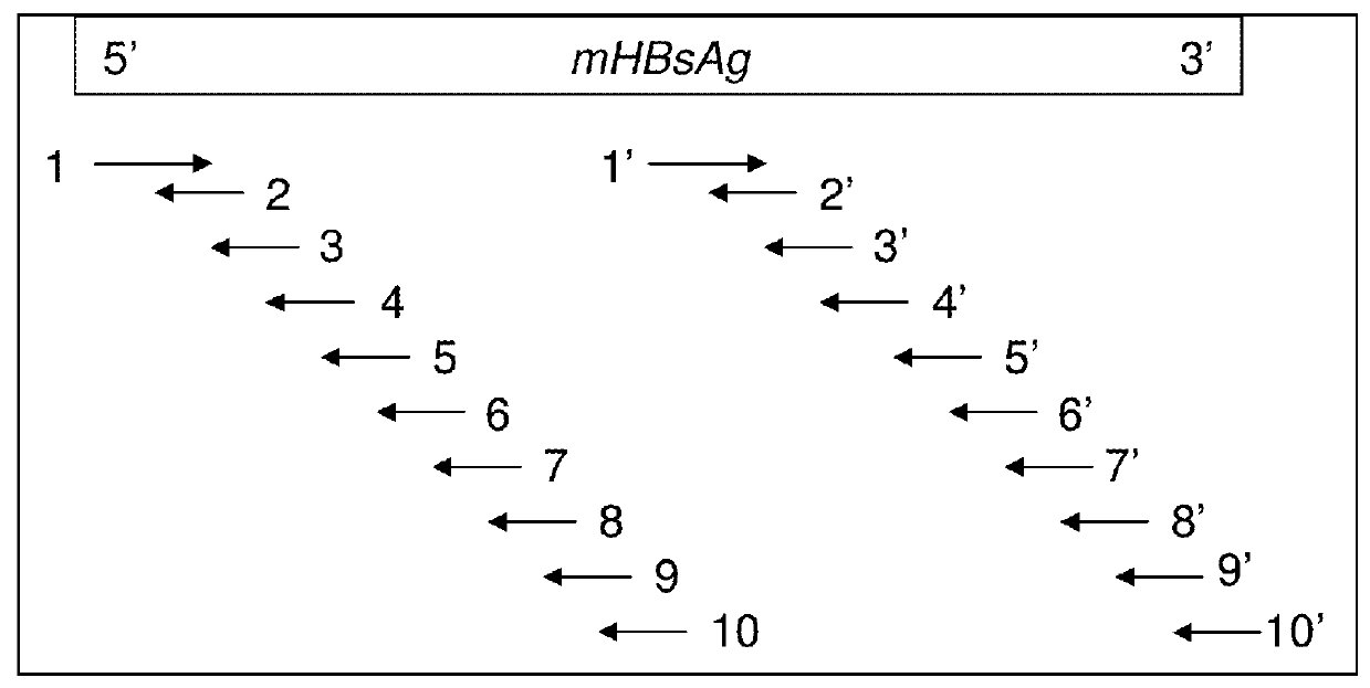 Recombinant polynucleotide and a transgenic flammulina velutipes carrying the same