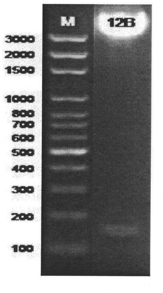 Mimic short peptide 12B of endothelial cell growth factor VEGF antigen epitope and application thereof