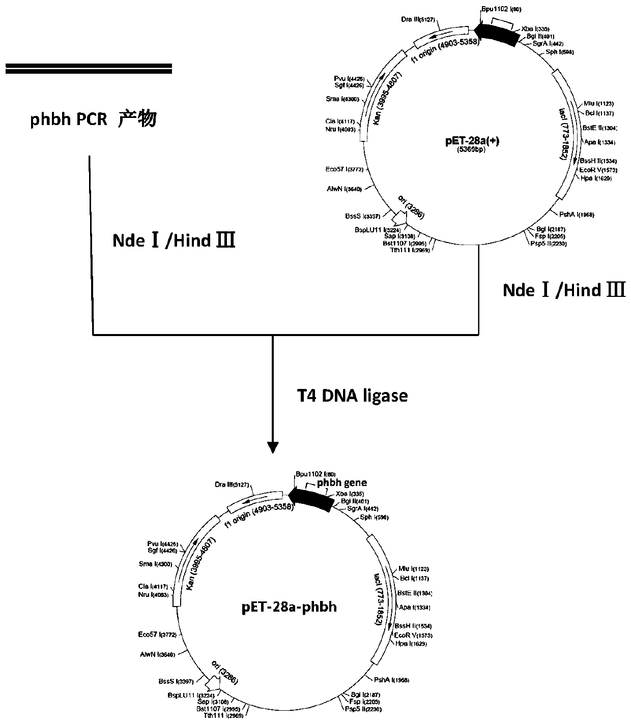 P-hydroxybenzoate hydroxylase for diagnosis, and preparation method and application of p-hydroxybenzoate hydroxylase for diagnosis