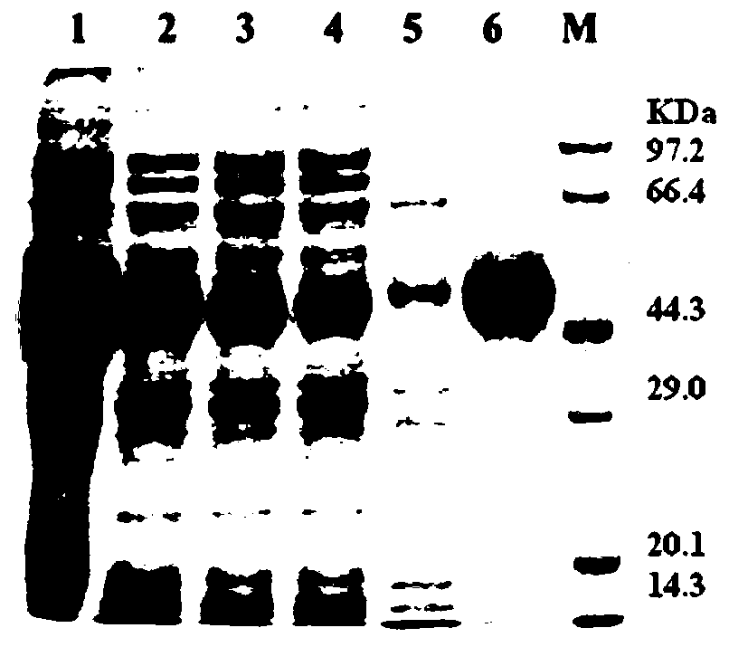 P-hydroxybenzoate hydroxylase for diagnosis, and preparation method and application of p-hydroxybenzoate hydroxylase for diagnosis