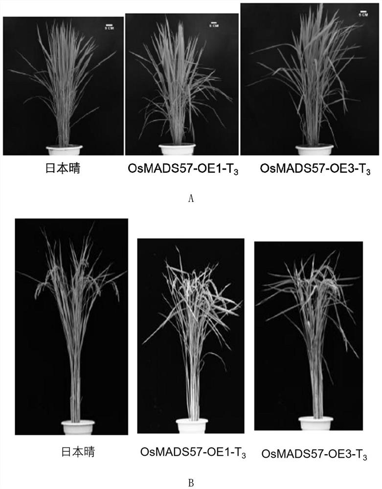 Application of protein m57 in regulating rice resistance to ammonium