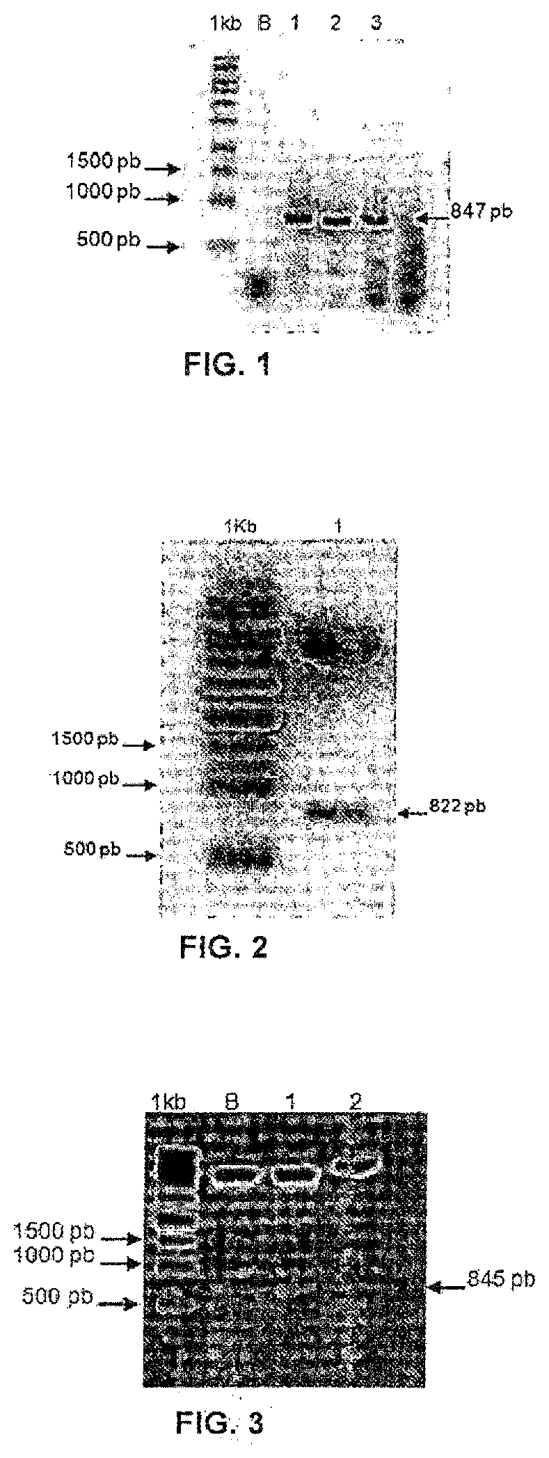 Method for producing and purifying hybrid or non-hybrid recombinant glycoprotein hormones, hybrid or non-hybrid recombinant glycoprotein hormones, expression vectors and uses of the recombinant glycoprotein hormones