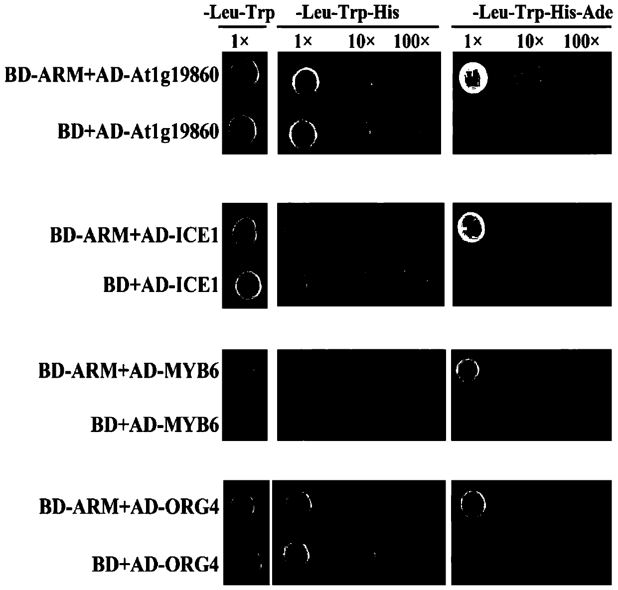 Application of MYB6 protein and coding gene thereof in regulating verticillium wilt resistance of plants